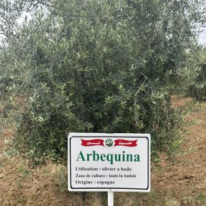 plants Arbequina