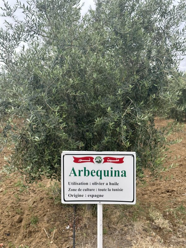 plants Arbequina