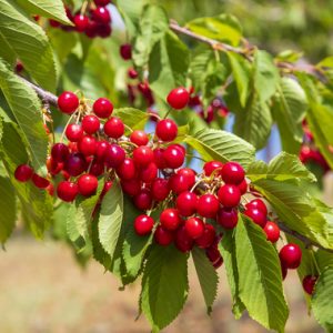 Cerises accrochées à une branche de cerisier