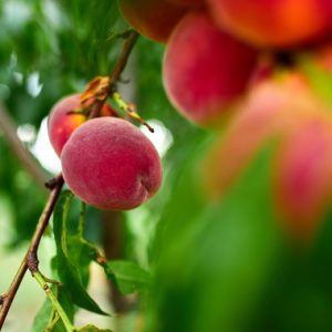 Fruits de pêche sucrés poussant sur une branche de pêcher