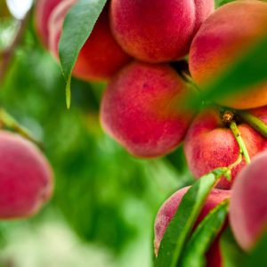 Fruits de pêche sucrés poussant sur une branche de pêcher