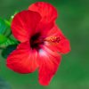 ⁦Hibiscus⁩ - الصورة ⁦2⁩