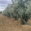 Olive Mabrouka 1