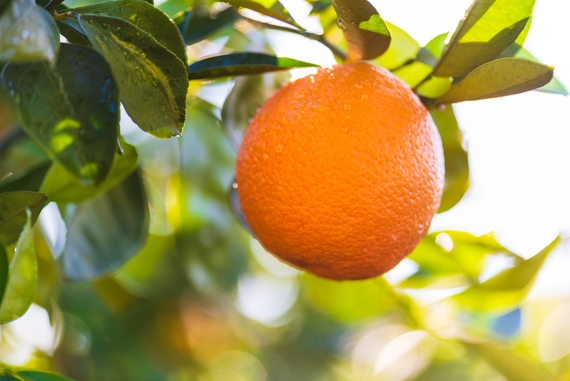 Orange dans un arbre le matin