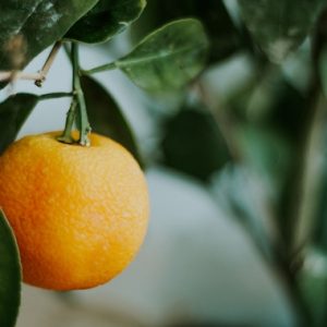 Orange dans un oranger Maltaise