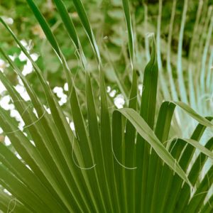 Palmier Washingtonia