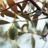 Plants olive zarazi