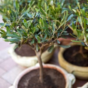 Plants olive zarazi