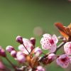 Plants de pruniers Fortune
