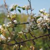 Plants Nectarine Early white