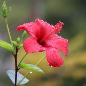 Plants Hibiscus