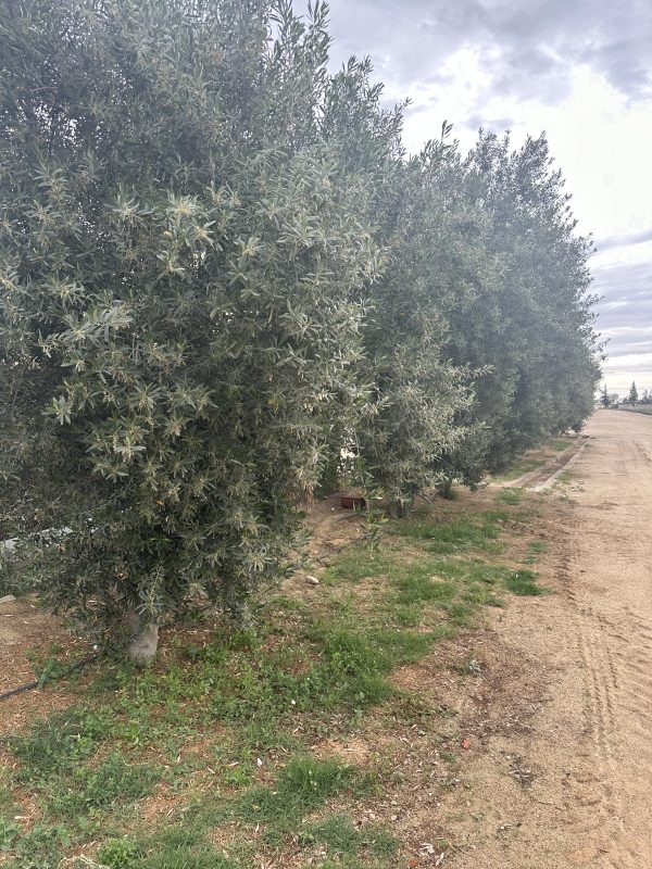 Chemlali Djerba