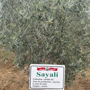 Plants d'oliviers Sayali