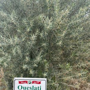 olive de huile Oueslati