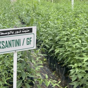 Ksantini Plants d'amandiers