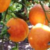 Orange dans un oranger Maltaise