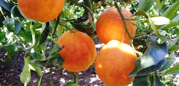 Orange dans un oranger Maltaise