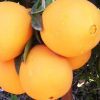 plants oranges Newhall