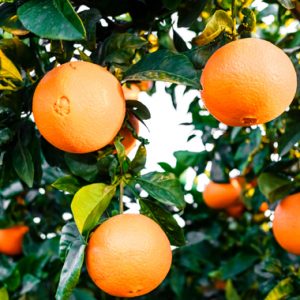 plants oranges Newhall