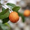 plants oranges double fine