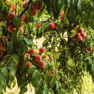 Plants Nectarine Early white