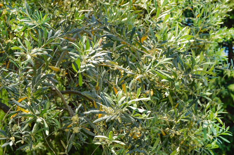 Fond de feuilles d'olivier, branches d'olivier en fleurs par une journée ensoleillée