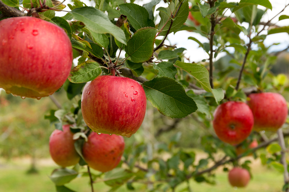 Apple tree in the farm