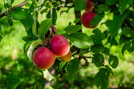 A closeup of growing apples on tree