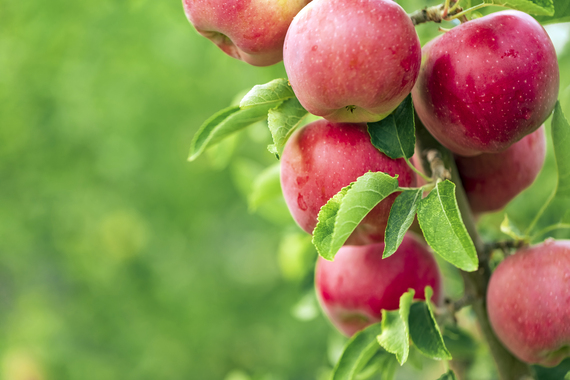 Plan rapproché de pommes en croissance sur un arbre (3)