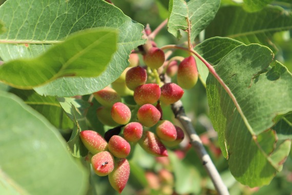 Plants pistachiers Mateur