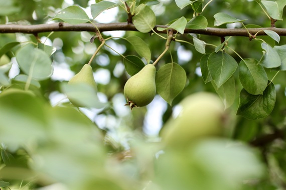 Poires fraîches sur la branche (1)