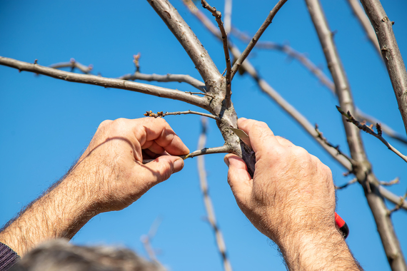 arbre fruitier greffé dans un verger