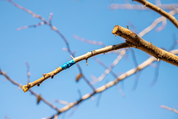 arbre fruitier greffé dans un verger