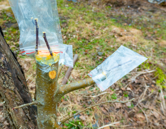 arbre fruitier greffé dans un verger