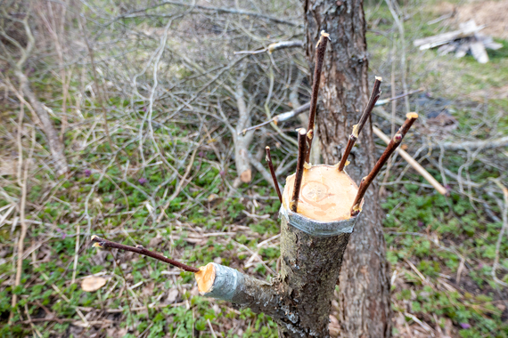 arbre fruitier greffé dans un verger