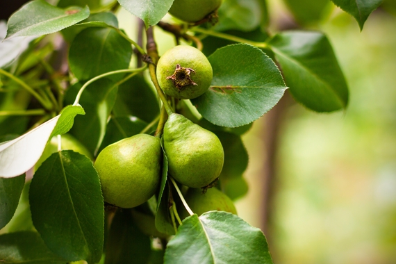 les poires pèsent sur une branch