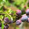 Plants de pruniers 606